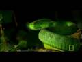 Deadly Venomous Viper | National Geographic