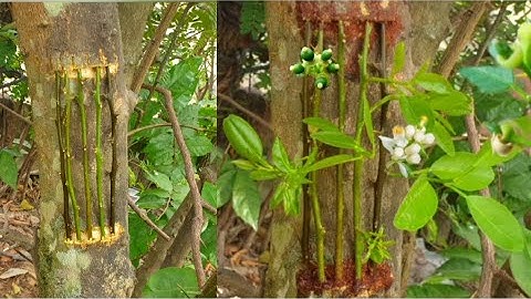 BRIDGE Grafting Technique