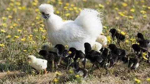 Où trouver poule d'ornement ?