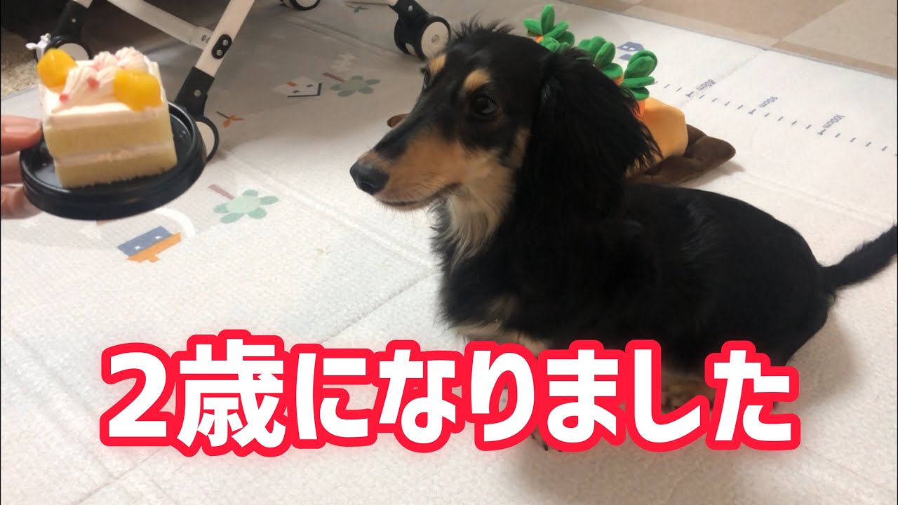 ヘルニア対策にペットスロープを購入 ミニチュアダックスフンド Youtube