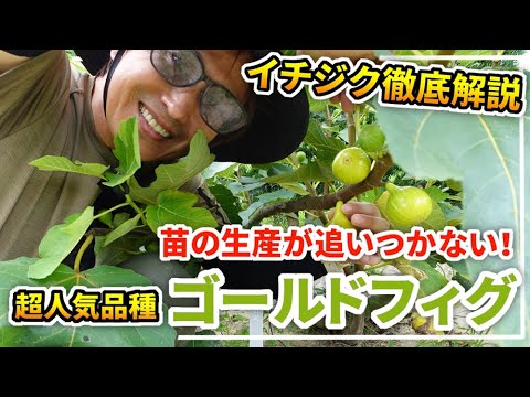 イチジク　ゴールドフィグ　実付き特大苗　果樹 Amazon.co.jp: 【 選べる 】イチジク 【 ゴールドファイガー