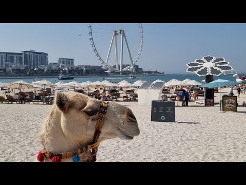 Beautiful & Handsome Camel in Dubai Marina JBR "The Beach"