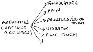 Divisions of the sensory system and sensory modalities