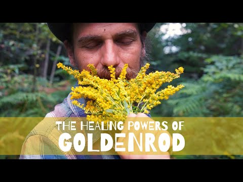 Video: Common Goldenrod (38 Bilder): Plantering Och Vård Av Blomman Solidago Virgaurea, Beskrivning Av Den Gyllene Stavväxten Och Reproduktion