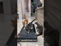 They think they are going somewhere  funny viral shorts cats petfriendships