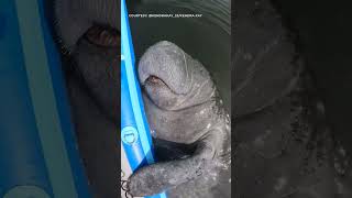 Florida woman goes viral for special bond with manatee named 'Paddle'