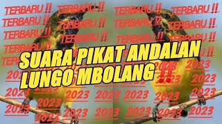 Mp3 pikat andalan‼️Burung dalam celana pun akan lengket👍