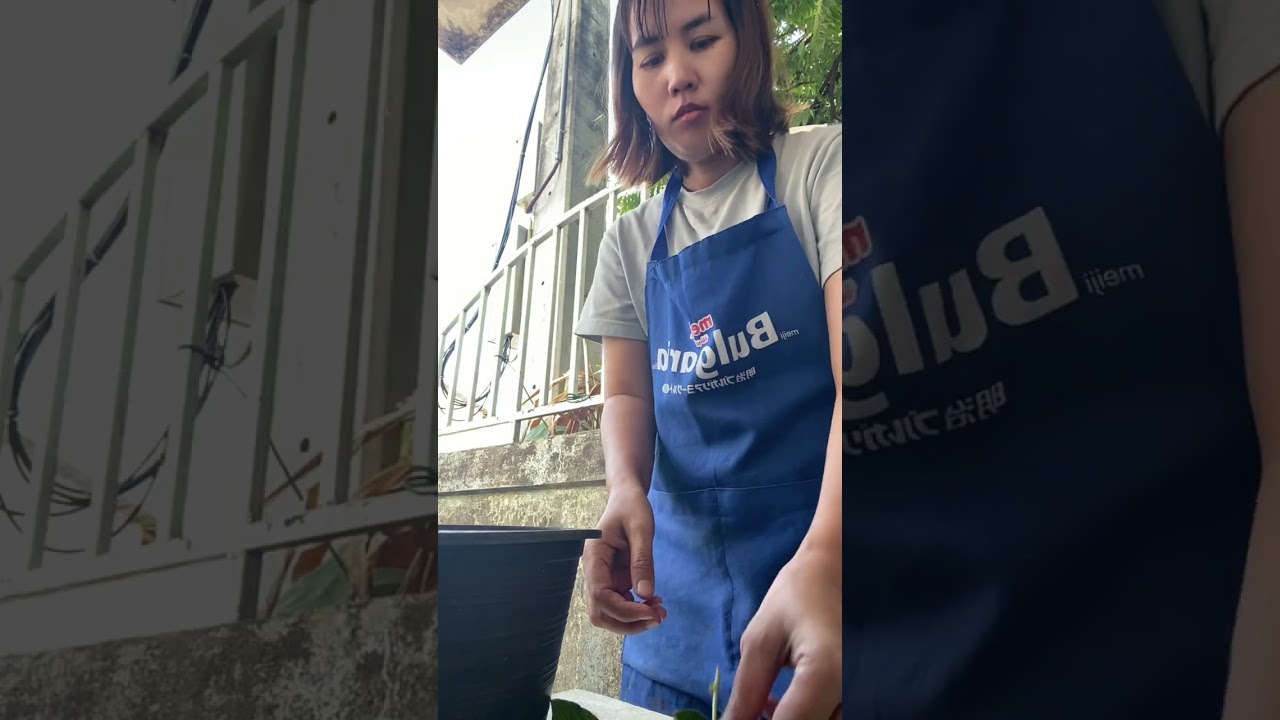 ปลูกผักไฮโดร