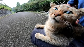 道の真ん中に野良猫が座っていたのでナデナデしたら喜んで膝の上に乗ってきた