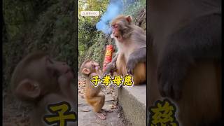 母慈子孝?动物的迷惑行为。