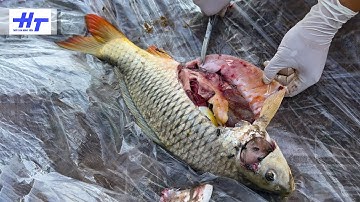 Cá chép chết hàng loạt vì bệnh u nang đường ruột | Cách chữa dứt điểm sau 10 ngày