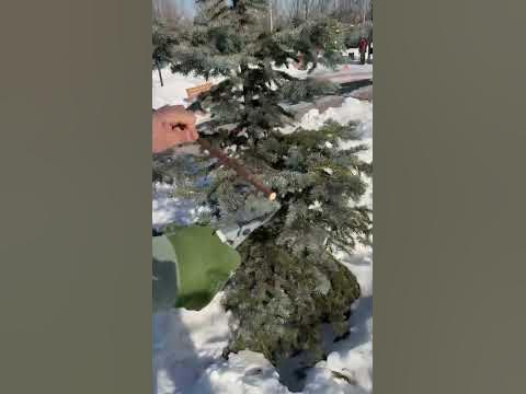 Качественный секатор - YouTube