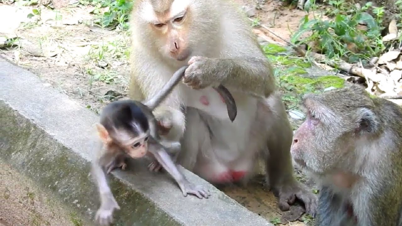 Why Pigtail Bite Baby Tail ST872 Mono Monkey YouTube