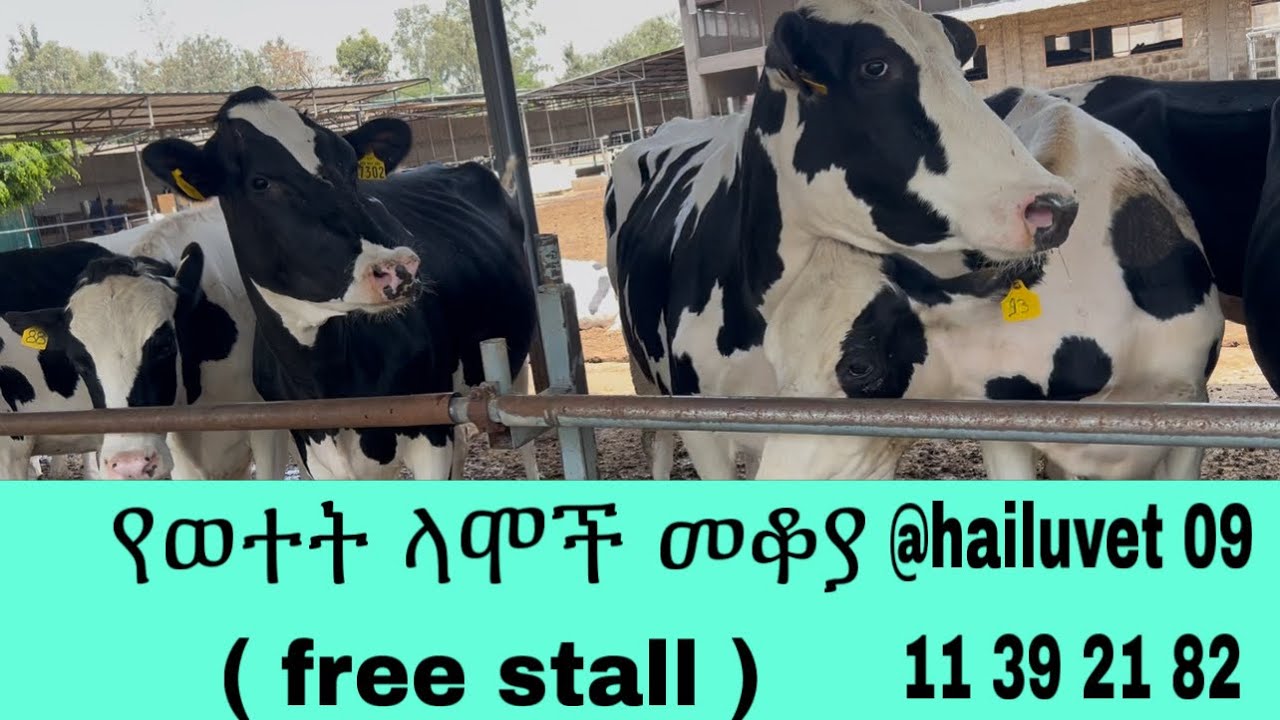 የወተት ላሞች በነፃነት የሚንቀሳቀሱበት መቆያ (free stall) ተፈላጊነት