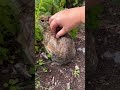 Petting a Wild Rabbit!