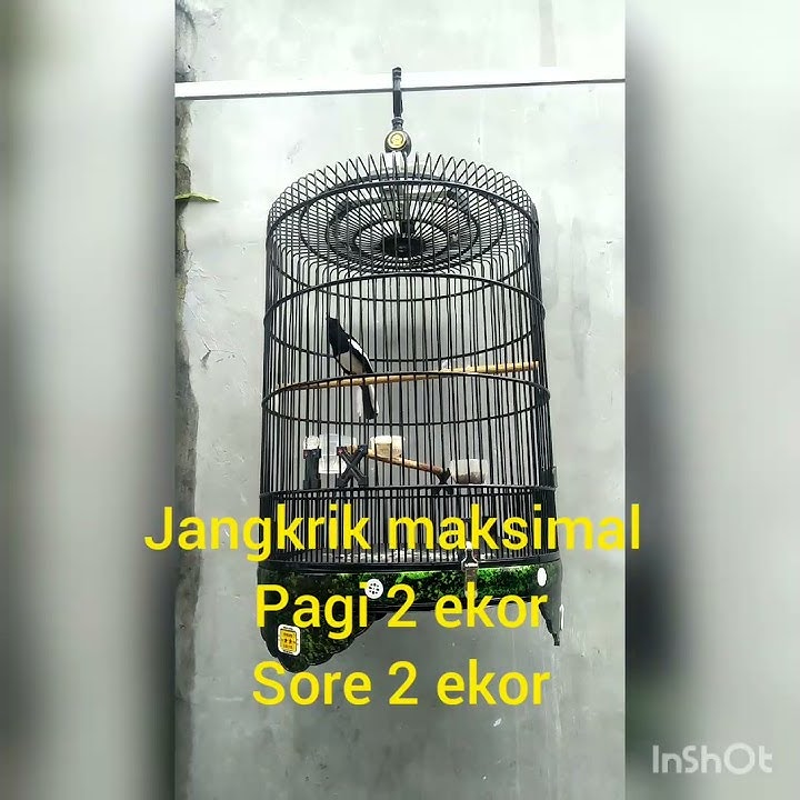 TERBUKTI, SETING KACER tipe PANAS.