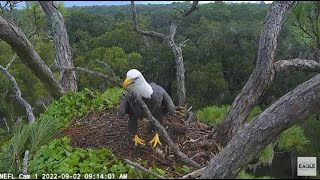 NEFL Eagle Cam 9/2/22 - Samson Starts Nestorations by C Mitchell 945 views 1 year ago 2 minutes, 11 seconds