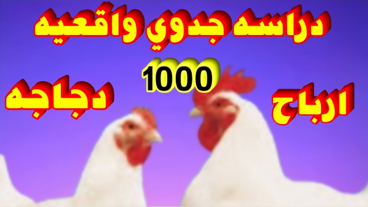 الاستسمار الافضل دراسه جدوي1000دجاجه#دواجن_اون_لاين_