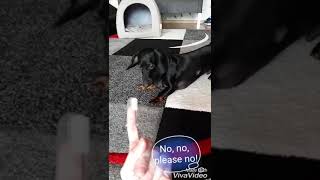 Toothbrush And Pajti English Version