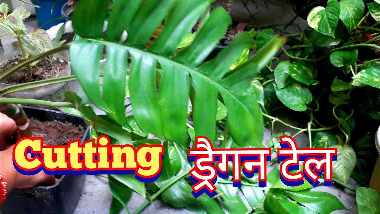 Dragon Tail Plant hai Monstera Deliciosa nahi / How to grow Care Dragon  Tail Plant from cutting Soil