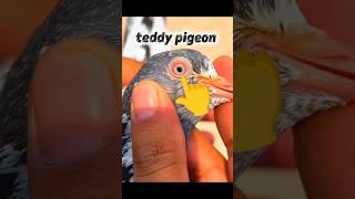 Teddy Pigeon