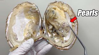 Dissecting a Pearl Oyster with Dozens of Pearls Inside! [Actual Situation]