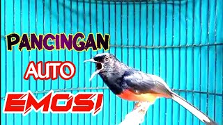 Download Lagu PANCINGAN MURAI BATU GACOR BONGKAR MATERI, AMPUH SEKALI DENGAR MURAI APAPUN LANGSUNG NEMBAK PANJANG MP3 Download Lagu PANCINGAN MURAI BATU GACOR BONGKAR MATERI, AMPUH SEKALI DENGAR MURAI APAPUN LANGSUNG NEMBAK PANJANG MP3