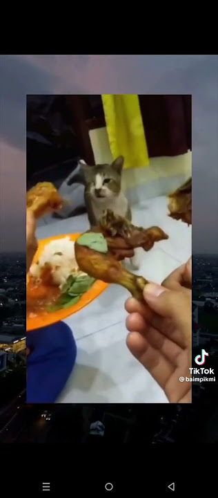 kucing: gua tandain lu muka lu 🗿🗿🗿 #meme #shorts #memeabsurd