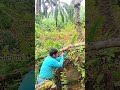 আল্লাহর কি কুদরত মরা গাছে বৌদি হইছে দেখুন #shorts #reels #viral #video