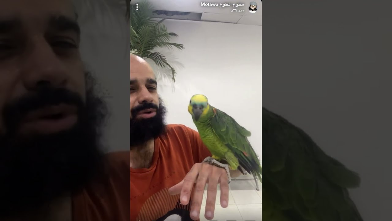 ترويض ببغاء 🦜 عنيف مايطلع على اليد ويعض