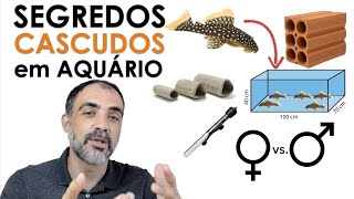 OS SEGREDOS para criar cascudo em aquário!!!