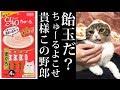 キャンディの被り物に子猫が激怒した理由に涙が止まらない...飼い主も動揺を隠せない最悪の事態に一同驚愕!【スコティッシュフォールド】【Scottish Fold】