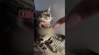Cat Reacts To Owner Meowing At Her