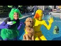 Duck surprises puppy with dancing pool chase