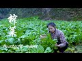 山顶菜园的芥菜头经历了风雪，所以能做出甘美的榨菜