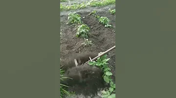 PALIZI TEKNOLOJIA MPYA YA KUPALILIA MAZAO 