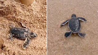 Baby Turtles Hatch And Walk Into Sea On Thai Island