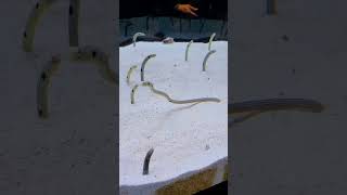 Scene from Pull Out! Spotted Garden Eels (2026)