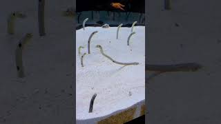 Scene from Pull Out! Spotted Garden Eels (2026)