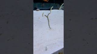 Scene from Pull Out! Spotted Garden Eels (2026)