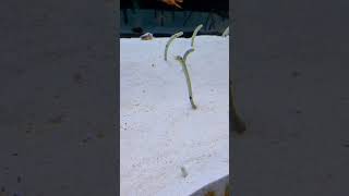 Pull Out! Spotted Garden Eels