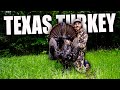Big texas gobbler  turkey hunting
