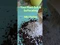 Advantages of Perlite Your Plant Soil Is Suffocating! Try Perlite