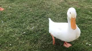 Download Lagu Pekin Ducks Come Running for Snap Peas MP3