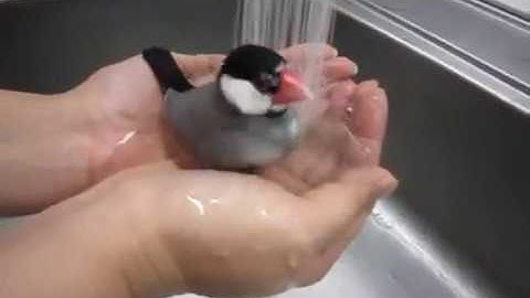Javasparrow Bath Time