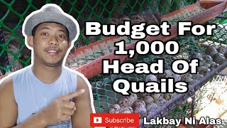 Quail Farming | How Much Budget Is Needed To Start A Quail Farm Business? | Guide And Tips