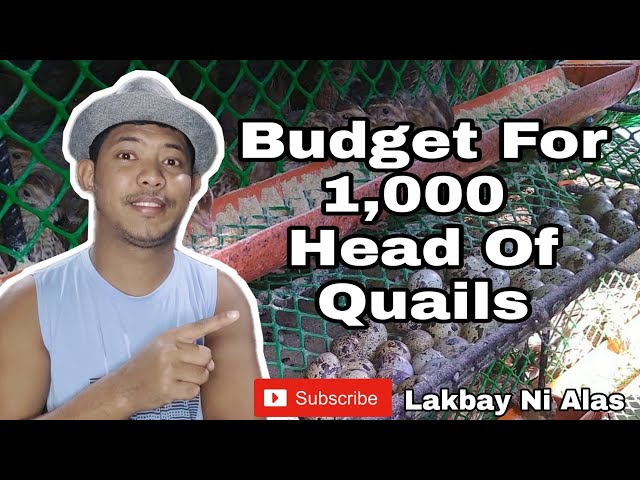 Quail Farming | How Much Budget Is Needed To Start A Quail Farm Business? | Guide And Tips class=