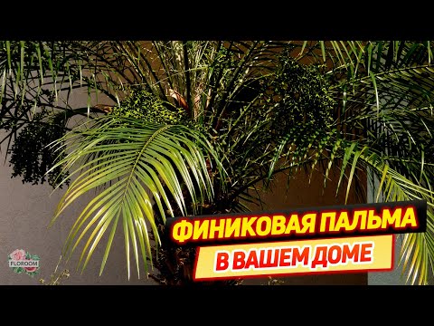 Видео: Выращивание финиковой пальмы - как ухаживать за финиковой пальмой