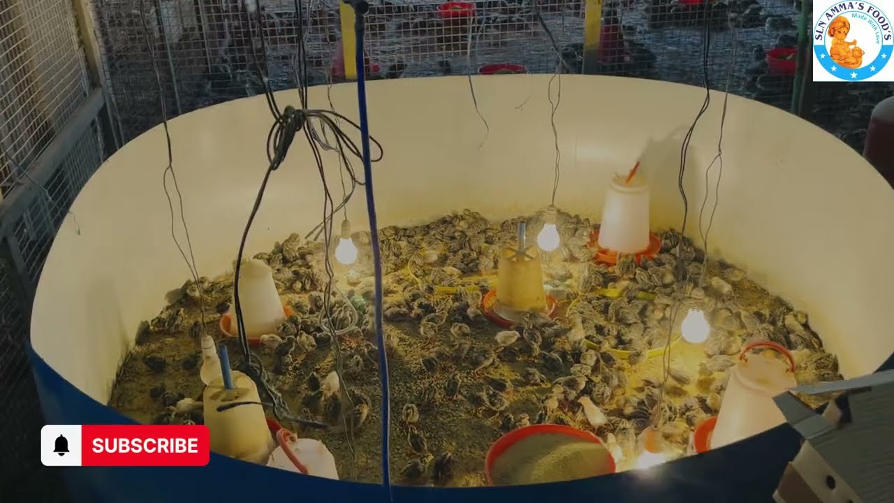 Quail Brooding 1000: Keeping Your Chicks Alive & Healthy!