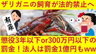 【悲報】2020年11月からザリガニのペット飼育禁止へ / 特定外来生物の無断飼育は非常に重い罰則「懲役1年以下100万円以下の罰金」「法人は1億円以下の罰金」などｗｗｗｗｗ